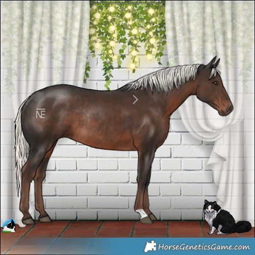 Horse Color:Liver Chestnut Mushroom Rabicano