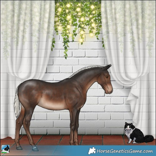 Horse Color:Liver Chestnut Mushroom 