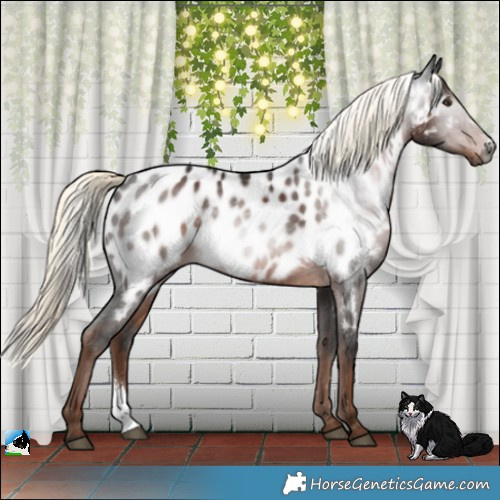 Horse Color:Gray Liver Chestnut Mushroom Sabino Appaloosa 