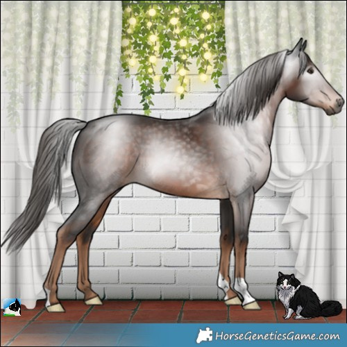 Horse Color:Gray Liver Chestnut 
