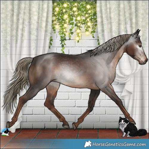 Horse Color:Gray Liver Chestnut Mushroom 
