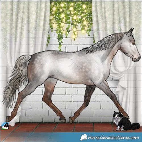 Horse Color:Gray Liver Chestnut Mushroom