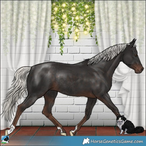 Horse Color:Liver Chestnut Mushroom Rabicano