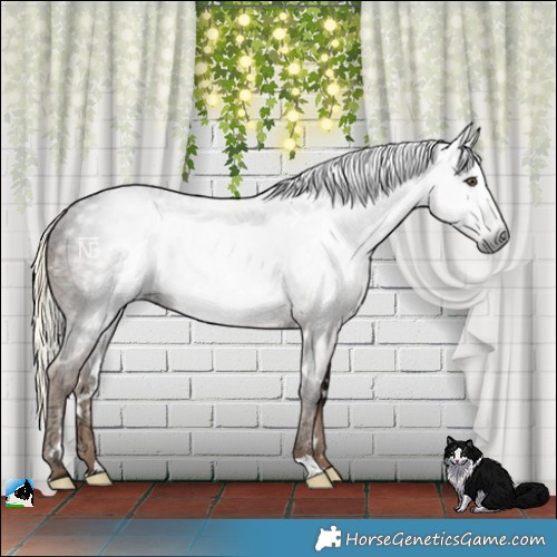 Horse Color:Gray White Spotted Liver Chestnut Ice Mushroom Rabicano 