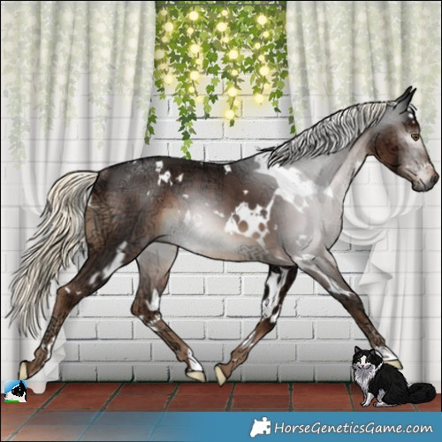 Horse Color:Gray White Spotted Liver Chestnut Ice Mushroom Rabicano 
