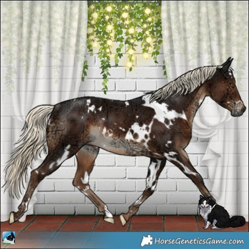 Horse Color:Gray White Spotted Liver Chestnut Ice Mushroom Rabicano