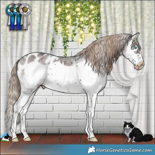 Horse Color:White Spotted Liver Chestnut Splash Frame Appaloosa 