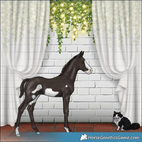 Horse Color:Liver Chestnut Frame Varnish 