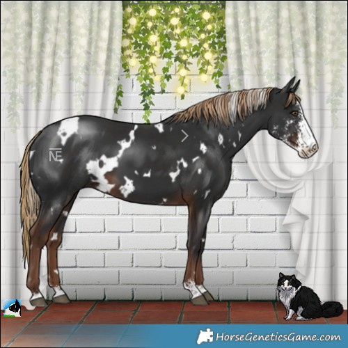 Horse Color:White Spotted Liver Chestnut Sabino