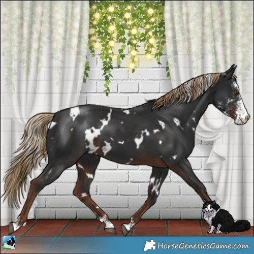 Horse Color:White Spotted Liver Chestnut Sabino