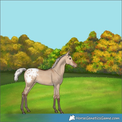 Horse Color:Silver Brown Dun Appaloosa