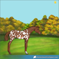 Horse Color:Chestnut Tobiano Near Leopard Rabicano 