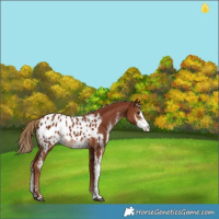 Horse Color:Chestnut Sabino Blanket Rabicano 