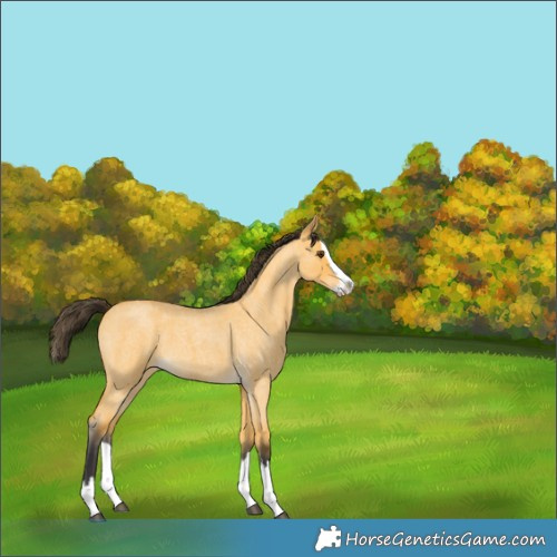 Horse Color:Buckskin Roan Dun Splash