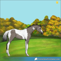 Horse Color:Gray Grullo Tobiano Rabicano 