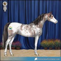 Horse Color:Bay Sabino Snowflake VarnishRabicano 
