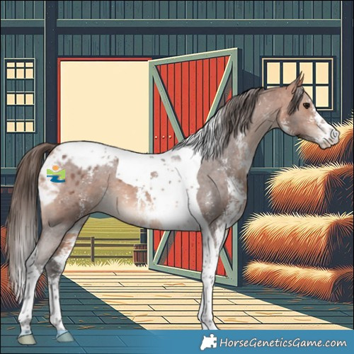 Horse Color:Bay Sabino Tobiano Appaloosa 
