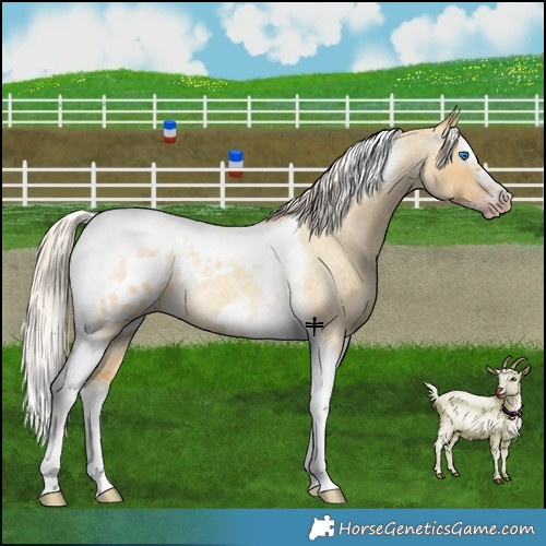 Horse Color:Gray Silver Amber Cream Champagne Roan Dun Splash Tobiano Frame Blanket Rabicano 