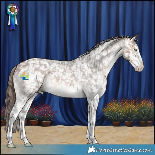 Horse Color:Bay Sabino Appaloosa 