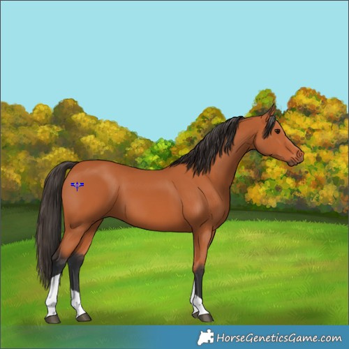 Horse Color:Bay Tobiano 