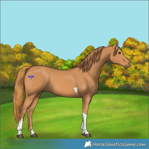 Horse Color:Chestnut Tobiano 