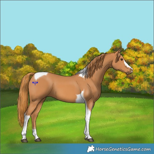 Horse Color:Chestnut Tobiano