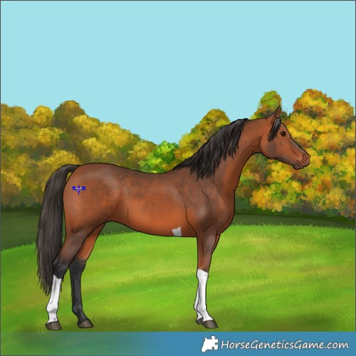 Horse Color:Bay Tobiano