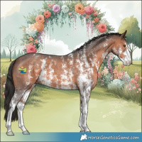 Horse Color:Brown Sabino Appaloosa 