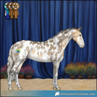Horse Color:Silver Buckskin Dun Sabino Near Leopard Rabicano 