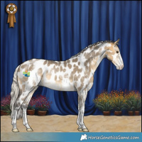 Horse Color:Silver Buckskin Dun Sabino Appaloosa Rabicano 