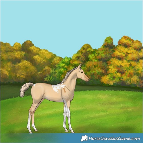 Horse Color:Palomino Dun Tobiano 