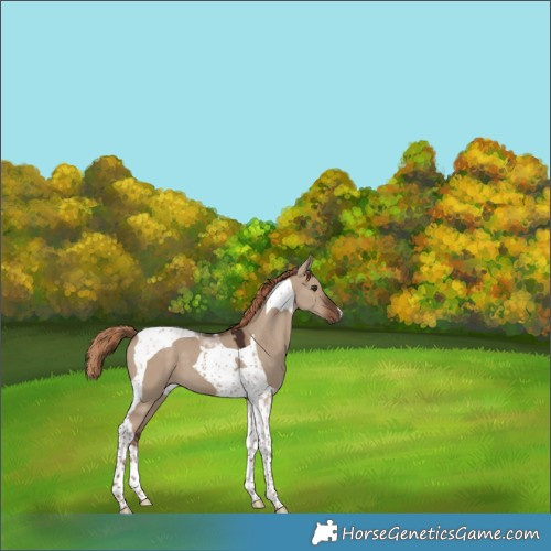 Horse Color:Liver Red Dun Tobiano 