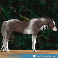 Horse Color:Liver Chestnut Splash Tobiano 