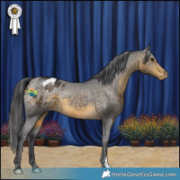 Horse Color:Buckskin Appaloosa 