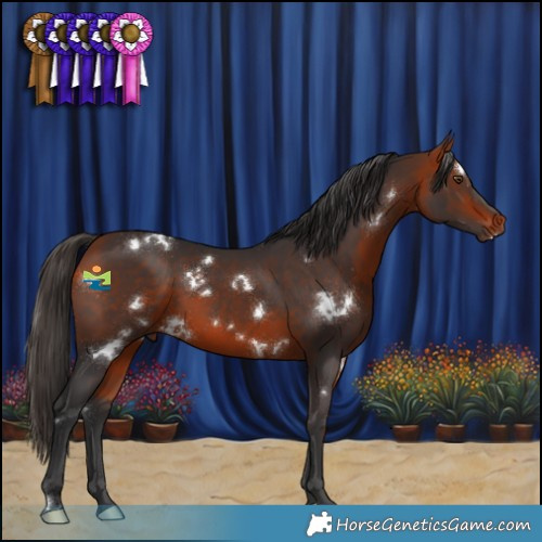 Horse Color:White Spotted Bay 