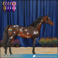 Horse Color:White Spotted Bay 