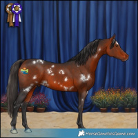 Horse Color:White Spotted Bay 