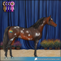 Horse Color:White Spotted Bay