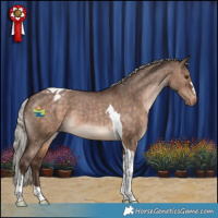 Horse Color:Silver Brown Dun Tobiano Appaloosa 