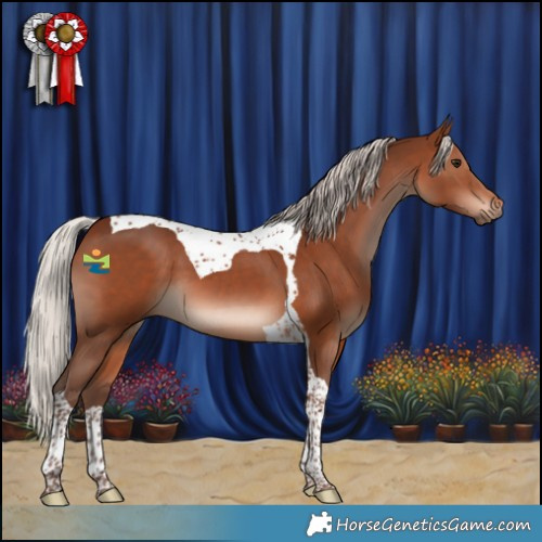 Horse Color:Silver Brown Tobiano 