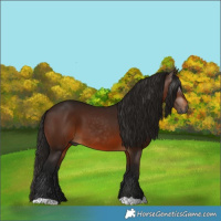 Horse Color:Gray Bay 