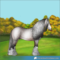 Horse Color:Gray Bay 