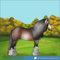 Horse Color:Gray Bay 