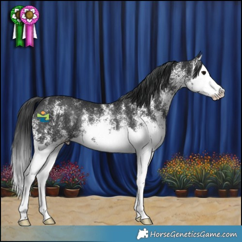 Horse Color:White Spotted Black Splash Rabicano 
