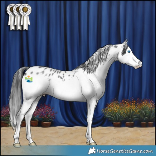 Horse Color:White Spotted Black Splash Appaloosa Rabicano 