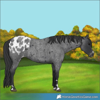 Horse Color:Blue Roan Blanket