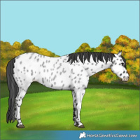 Horse Color:Blue Roan Near Leopard 