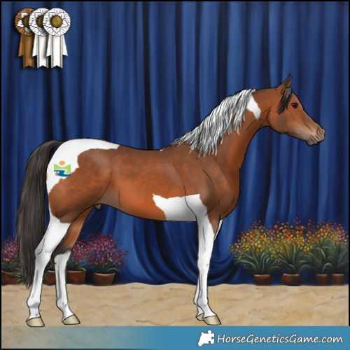 Horse Color:Bay Tobiano 