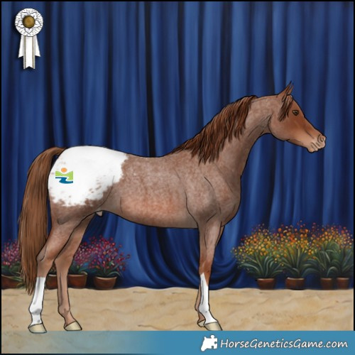 Horse Color:Red Roan Appaloosa 