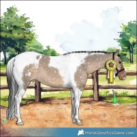 Horse Color:Brown Dun Tobiano Appaloosa